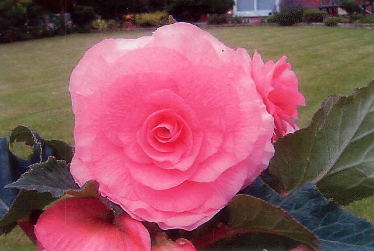 B. ‘Michelle Handley’
